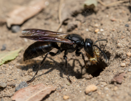Image pour role ecologique guepes charbonnieres