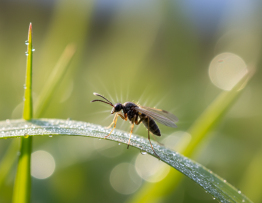 Image pour durée vie moucheron
