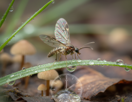 Image pour durée de vie d'un moucheron