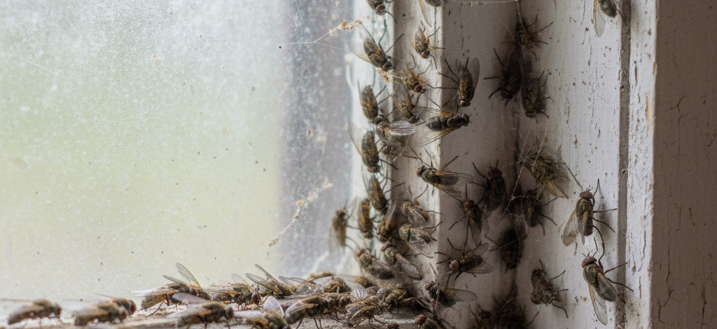 Image pour mouches de grenier