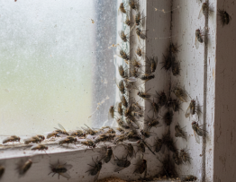 Image pour mouches de grenier