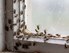 Image pour mouches de grenier