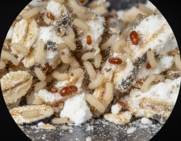 Image pour larve mite alimentaire danger