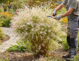 Image pour tailler un saule crevette