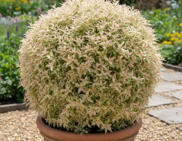 Image pour tailler un saule crevette en boule