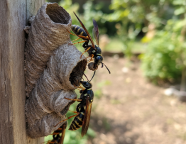 Image pour guepes charbonnieres