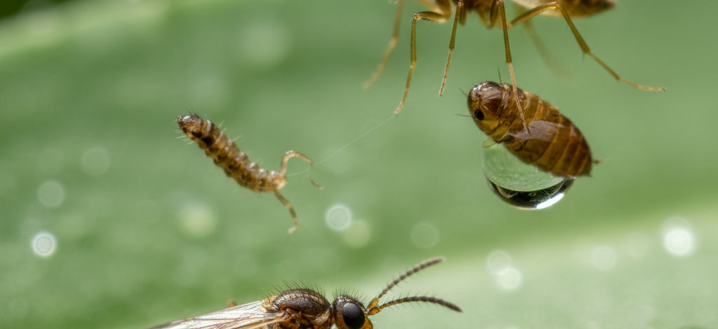 Image pour durée de vie d'un moucheron