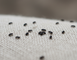 Image pour puces noires