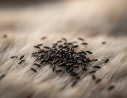 Image pour puces noires