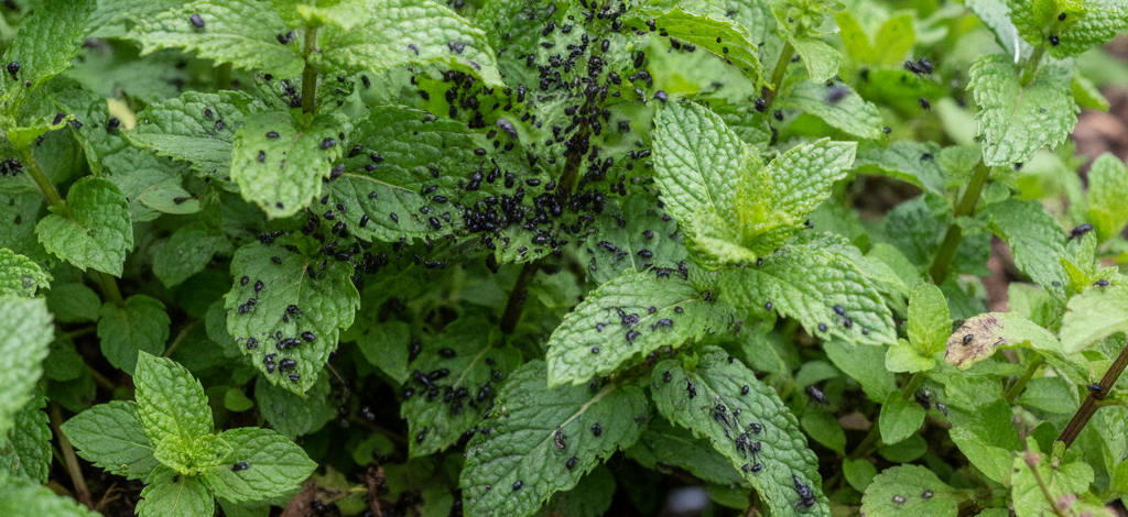 Image pour puces noires jardin