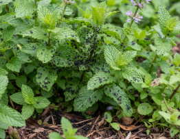 Image pour puces noires jardin