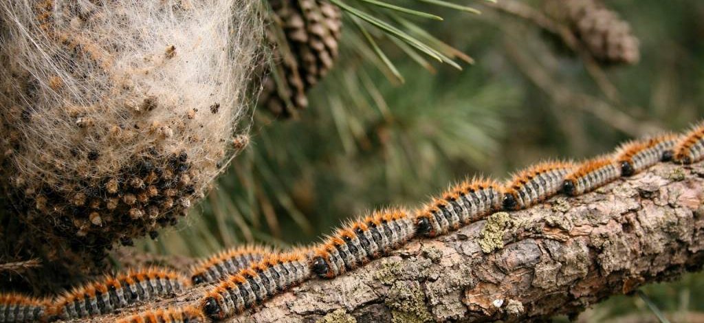 Chenilles processionnaires Rillieux-la-Pape : dératisation professionnelle, spécialiste pour entreprise et particuliers