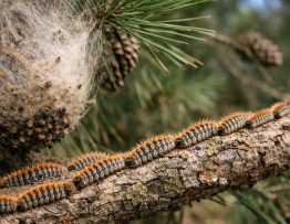 Chenilles processionnaires Rillieux-la-Pape : dératisation professionnelle, spécialiste pour entreprise et particuliers