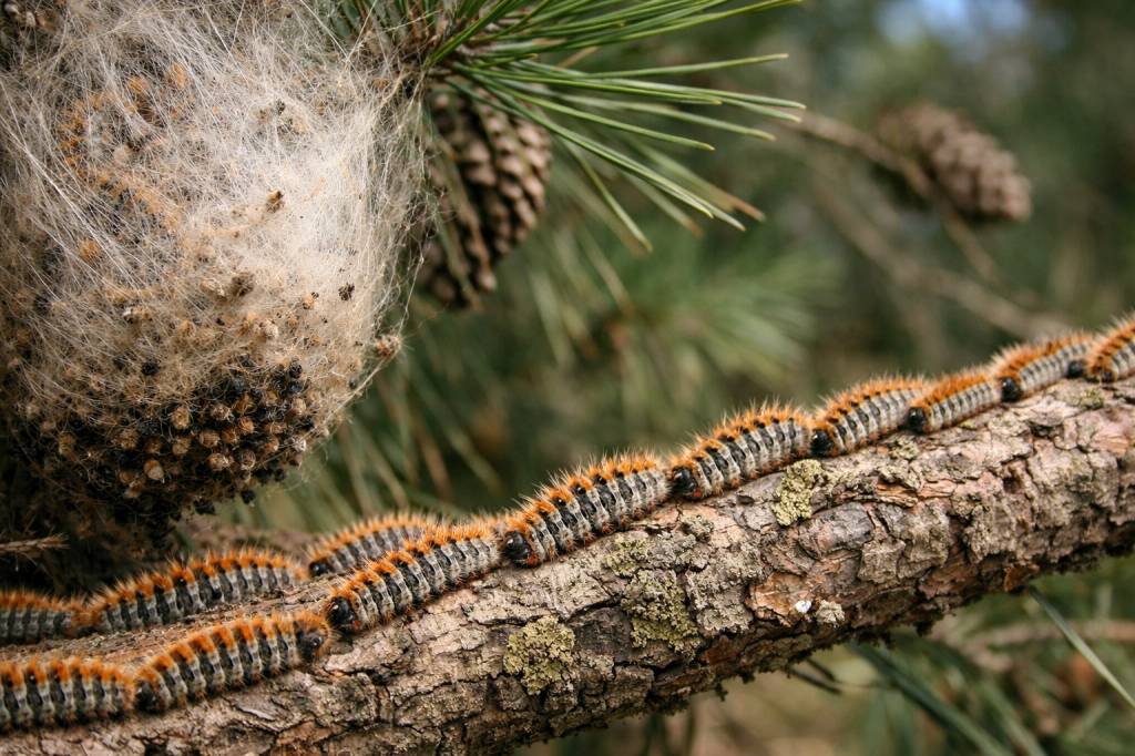 Chenilles processionnaires Rillieux-la-Pape : dératisation professionnelle, spécialiste pour entreprise et particuliers