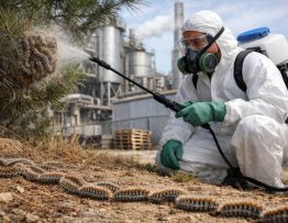 Chenilles processionnaires Saint-Fons : entreprise de dératisation, spécialiste professionnel pour sites industriels