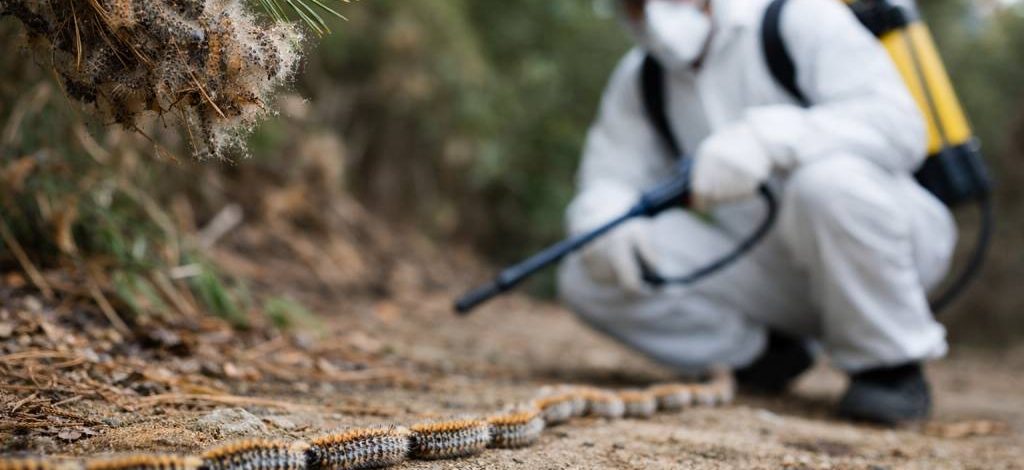 Chenilles processionnaires Fontaines-sur-Saône : dératisation et intervention de spécialiste professionnel à domicile