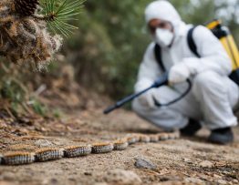 Chenilles processionnaires Fontaines-sur-Saône : dératisation et intervention de spécialiste professionnel à domicile