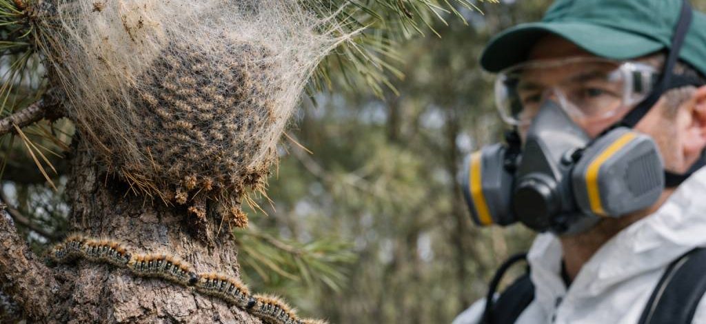Chenilles processionnaires Francheville : entreprise de dératisation, spécialiste professionnel et traitement complet