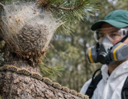 Chenilles processionnaires Francheville : entreprise de dératisation, spécialiste professionnel et traitement complet