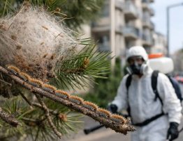 Chenilles processionnaires Villeurbanne : dératisation professionnelle, entreprise spécialiste des nuisibles en milieu urbain