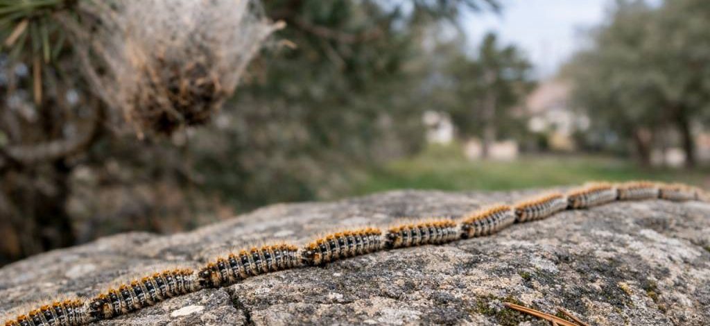 Chenilles processionnaires Tassin-la-Demi-Lune : dératisation, spécialiste professionnel et entreprise de lutte anti nuisibles
