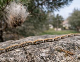 Chenilles processionnaires Tassin-la-Demi-Lune : dératisation, spécialiste professionnel et entreprise de lutte anti nuisibles