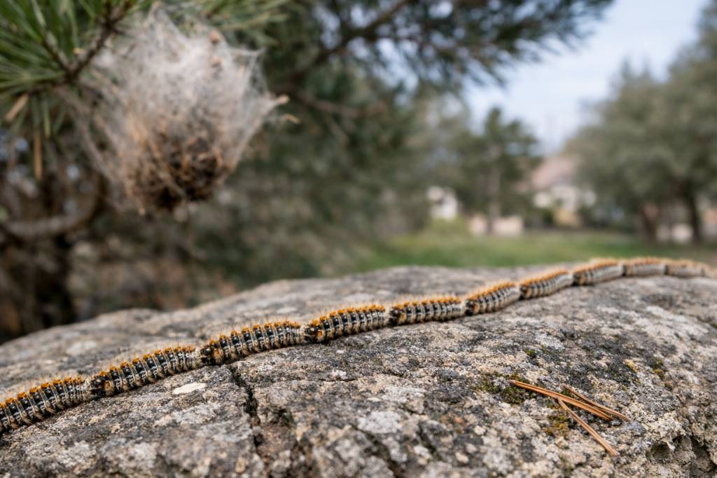 Chenilles processionnaires Tassin-la-Demi-Lune : dératisation, spécialiste professionnel et entreprise de lutte anti nuisibles