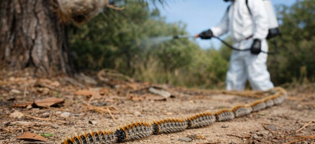 Chenilles processionnaires Caluire-et-Cuire : dératisation, intervention de spécialiste professionnel et protection de l’entreprise
