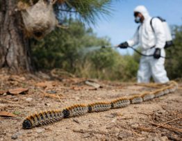 Chenilles processionnaires Caluire-et-Cuire : dératisation, intervention de spécialiste professionnel et protection de l’entreprise