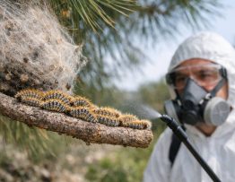 Chenilles processionnaires Dardilly : dératisation et entreprise spécialiste professionnel en lutte antiparasitaire