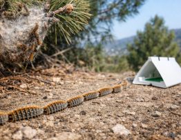 Chenilles processionnaires Couzon-au-Mont-d'Or : dératisation, entreprise spécialiste et traitement professionnel