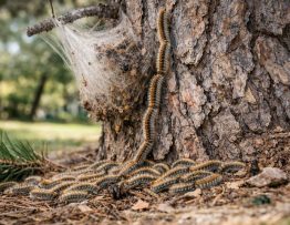 Chenilles processionnaires Montanay : entreprise de dératisation, spécialiste professionnel des arbres et jardins