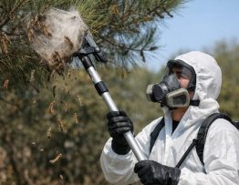 Chenilles processionnaires Craponne : entreprise de dératisation, spécialiste professionnel des chenilles et frelons