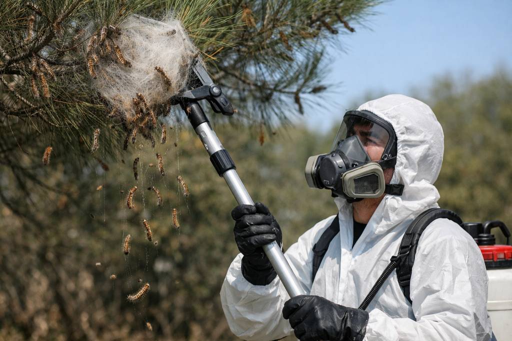 Chenilles processionnaires Craponne : entreprise de dératisation, spécialiste professionnel des chenilles et frelons