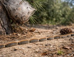 Chenilles processionnaires Décines-Charpieu : dératisation professionnelle, spécialiste pour entreprise et particulier