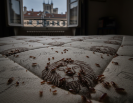 Image pour punaises de lit lyon