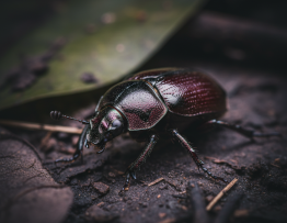 Image pour puce noir