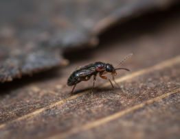 Image pour puce minuscule insecte noir tres petit