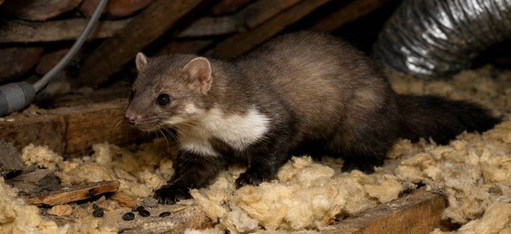 Fouines dans les combles à Lyon : reconnaître les signes, limiter les dégâts et organiser une intervention professionnelle