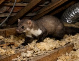 Fouines dans les combles à Lyon : reconnaître les signes, limiter les dégâts et organiser une intervention professionnelle