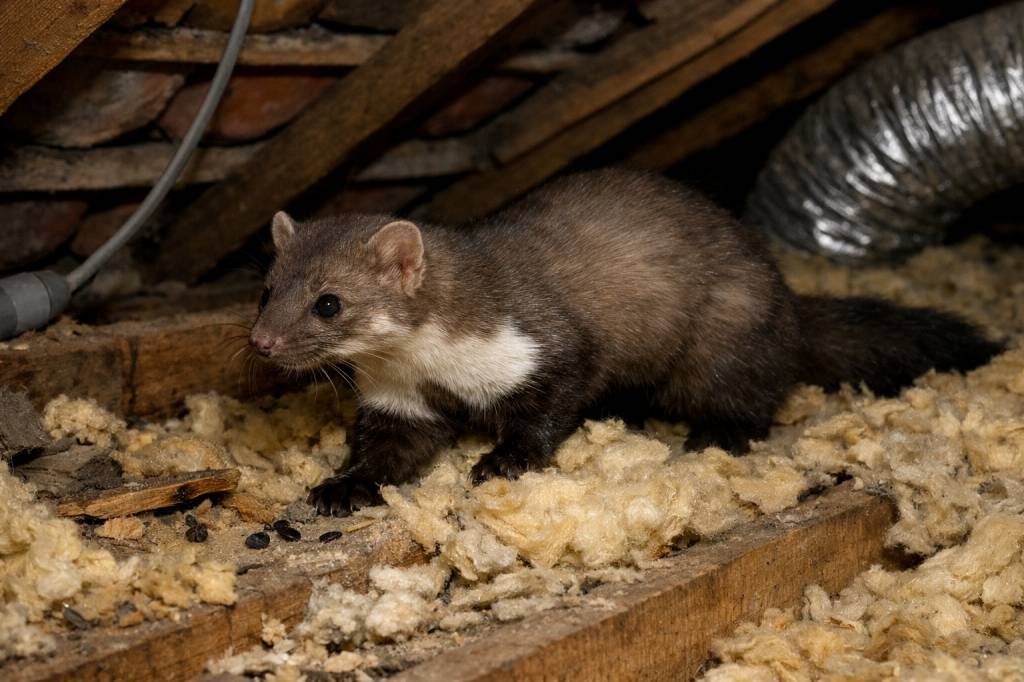 Fouines dans les combles à Lyon : reconnaître les signes, limiter les dégâts et organiser une intervention professionnelle