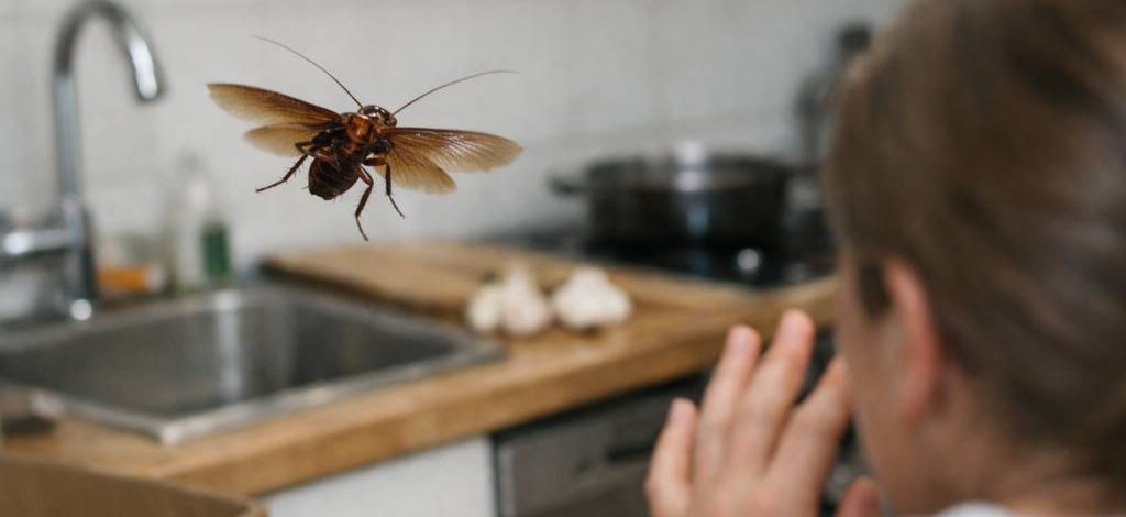 Cafard vole : comment réagir face à un cafard qui vole dans la maison