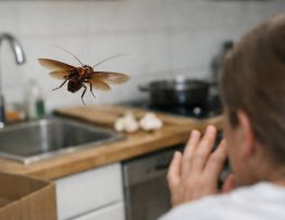 Cafard vole : comment réagir face à un cafard qui vole dans la maison