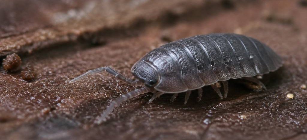 Cloporte insecte : comment l’identifier et s’en débarrasser efficacement