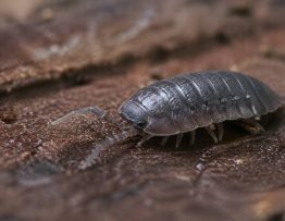 Cloporte insecte : comment l’identifier et s’en débarrasser efficacement