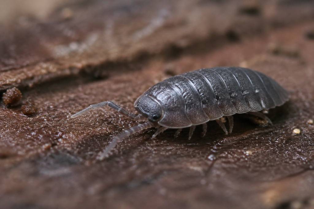 Cloporte insecte : comment l’identifier et s’en débarrasser efficacement