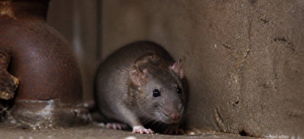 Société deratisation lyon : entreprise de dératisation pour rats et souris