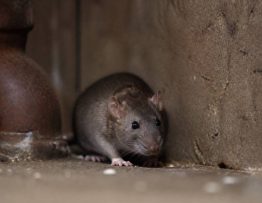 Société deratisation lyon : entreprise de dératisation pour rats et souris