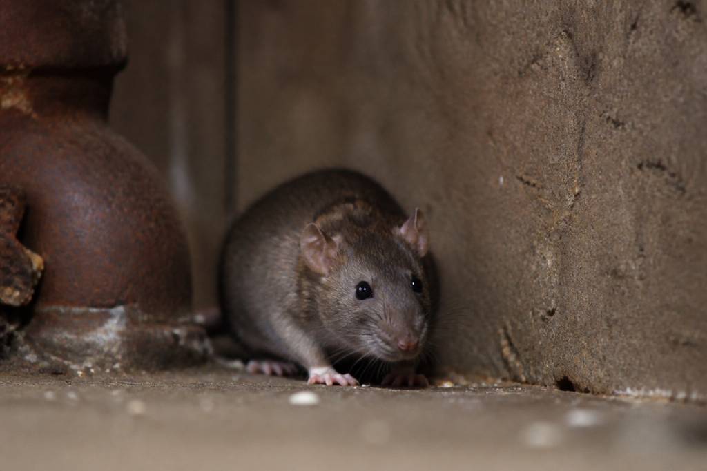 Société deratisation lyon : entreprise de dératisation pour rats et souris