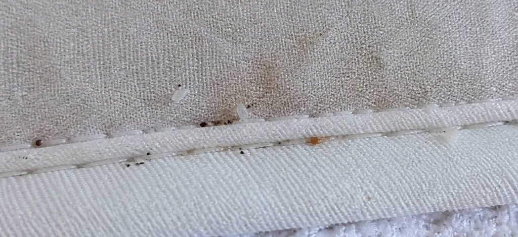 Bedbug eggs on bed : comment repérer les œufs de punaises de lit sur un lit
